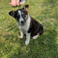 ❤️🩷Zuhause für Daisy gesucht🩷❤️