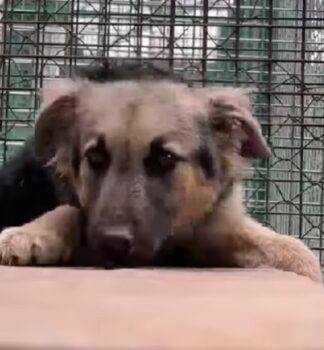🆘ZANA versteht die Welt nicht mehr, eigene Familie bringt sie in die Tötung🆘knapp 1 Jahr🆘 VIDEO