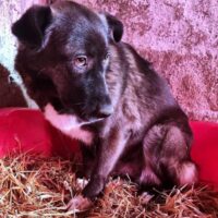 Safira - geduldiges Zuhause mit viel Ruhe, Liebe und Zuneigung gesucht!