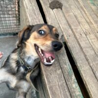 LASKA😭Von den eigenen Besitzern in der Tötung abgegeben😭