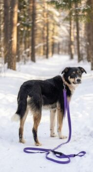 ❌TÖTUNGsHund Beyli wartet auf seine Lebensretter❌mit VIDEOS!!!
