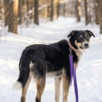 ❌TÖTUNGsHund Beyli wartet auf seine Lebensretter❌mit VIDEOS!!!