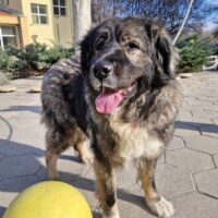 Leila, 7 jährige Bulgarische Mixhündin, sehr ruhig, spielt gerne mit Hunden, sehr liebe sanfte Seele