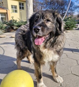 Leila, 7 jährige Bulgarische Mixhündin, sehr ruhig, spielt gerne mit Hunden, sehr liebe sanfte Seele