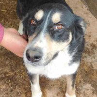 SUNNY - Zuhause oder Pflegestelle gesucht