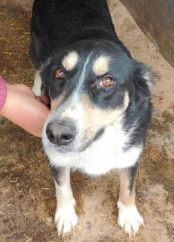 SUNNY - Zuhause oder Pflegestelle gesucht
