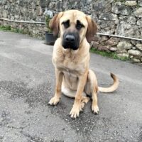 Lara, Mastin-Mix-Hündin, 3 Jahre, 70 cm, sehr lieber Charakter, verschmust und anhänglich