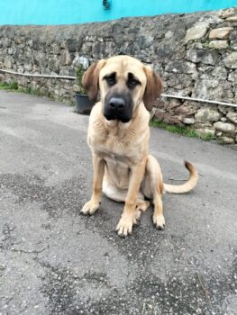Lara, Mastin-Mix-Hündin, 3 Jahre, 70 cm, sehr lieber Charakter, verschmust und anhänglich