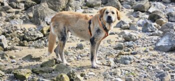 Telva, Mastin-Hündin, 3 Jahre, 70 cm, lieb, umgänglich, anhänglich, toll mit Kindern, Menschen, Hund