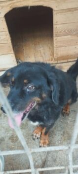 🆘Lebensretter für Oscar gesucht🆘Er wartet seit 2022 auf Rettung🆘