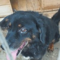 🆘Lebensretter für Oscar gesucht🆘Er wartet seit 2022 auf Rettung🆘