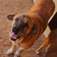 ORION - Hofft auf ein Weihnachtswunder 🎀🎄