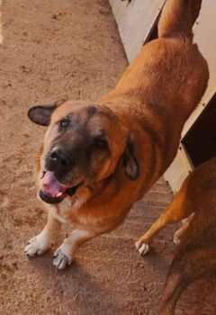 ORION - Hofft auf ein Weihnachtswunder 🎀🎄