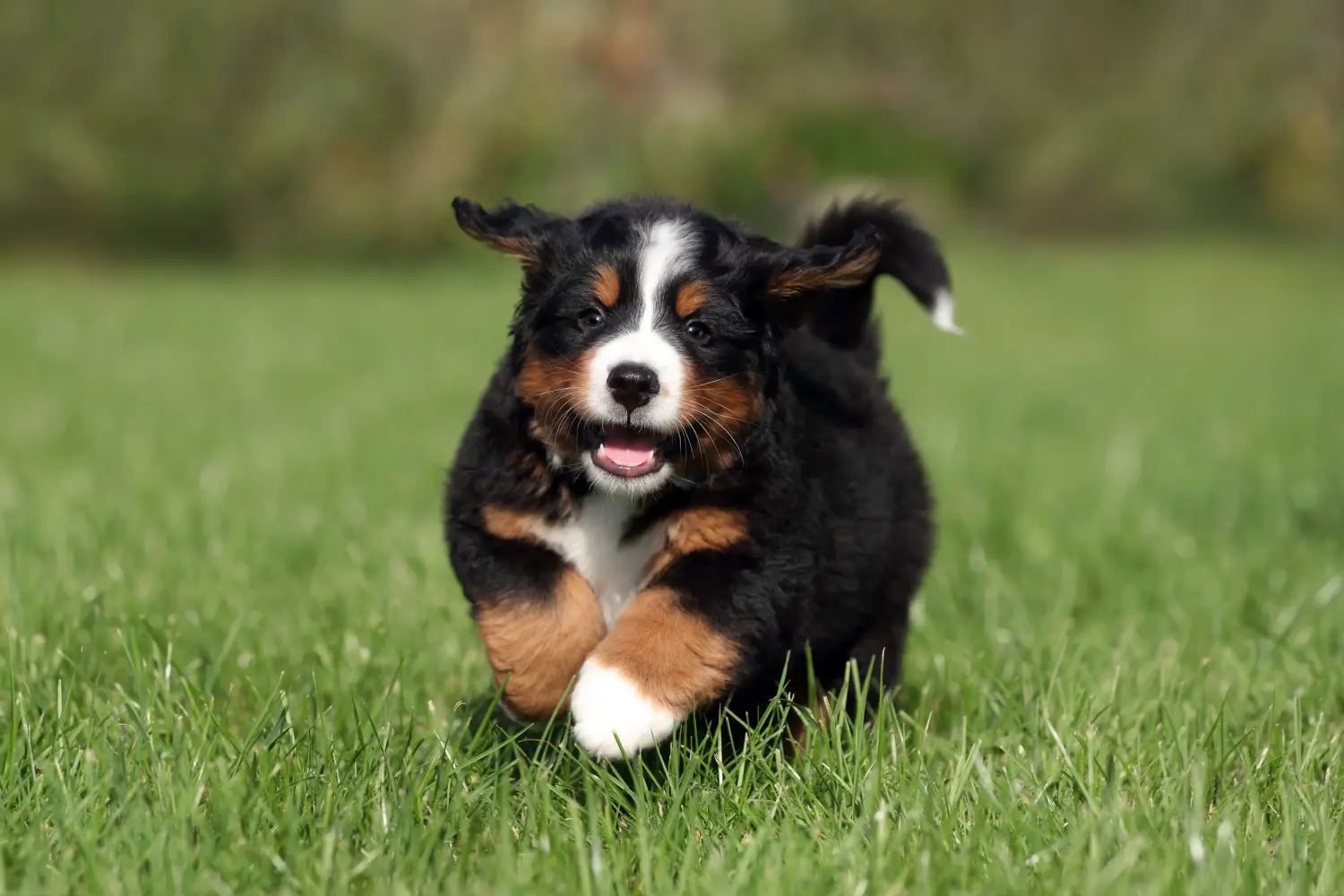 Einen Berner Sennenhund Welpen zu kaufen, bedeutet Verantwortung zu übernehmen! Berner Sennenhund Welpen kaufen.