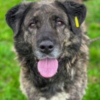 Ada, wunderbare, sehr liebenswerte, soziale ruhige ausgeglichene Hündin, verträglich mit Hunden