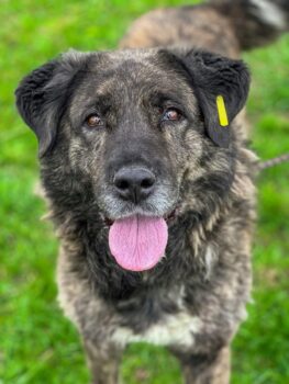 Ada, wunderbare, sehr liebenswerte, soziale ruhige ausgeglichene Hündin, verträglich mit Hunden