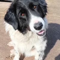 Hela, ruhige, anhängliche Hündin, mag den Menschen+Kind+Katze+Hund