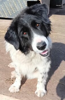 Hela, ruhige, anhängliche Hündin, mag den Menschen+Kind+Katze+Hund