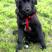 STAISY, 6 Mon. alte, sanfte Hundeschönheit, toll mit Kindern, Katzen, Hunden