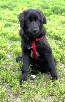 STAISY, 6 Mon. alte, sanfte Hundeschönheit, toll mit Kindern, Katzen, Hunden