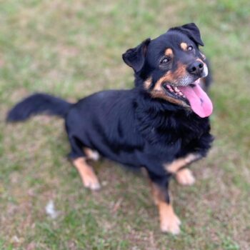 Forestas: Rüde • geb.ca. 2018-2020 • 37cm