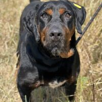 Mix-Rüde Bono, ca. 60 cm, aussergewöhnlich lieb, sanft, ruhig