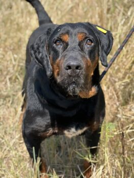 Mix-Rüde Bono, ca. 60 cm, aussergewöhnlich lieb, sanft, ruhig