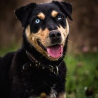 Leila: Weibchen • geb.ca. 2020-2022 • 47cm • 15kg