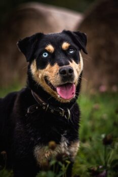 Leila: Weibchen • geb.ca. 2020-2022 • 47cm • 15kg