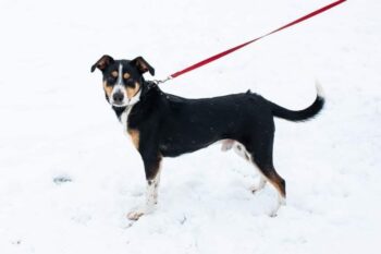 Migelis: Rüde • geb.ca. 2020-2022 • 46cm • 16kg