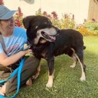 Kaukas: Rüde • geb.ca. 2015-2017 • 58cm • 32kg