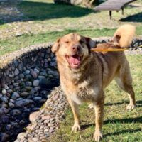 ADELE - sanft, liebt Kinder und versteht sich bestens mit anderen Hunden und auch Katzen.