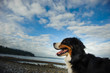 Bernese Mountain Dog standing on ocean shore with blue sky and clouds