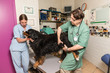 Vétérinaire, consultation de la bonne santé d'un chien, température,stétoscope , électro , cardio , gramme , le cœur, les yeux, les oreilles, épillet, les dents, les articulations, ongles.