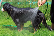 Berner Sennenhund beim waschen