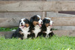 Three Bernese Mountain Dog puppies portrait