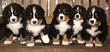 Bernese mountain dog puppets are finaly home