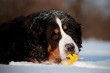 bern sennenhund dog portrait with a toy