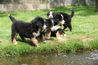 Group of Bernese Mountain Dog puppies