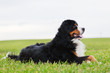 Bernese Mountain Dog lying on grass. Adult, purebred.