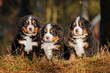 Three bernese mountain puppies sitting on the hill in the wood