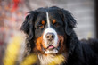 Portrait of  bernese mountain dog