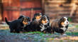 Litter of bernese mountain puppies running in the yard