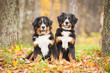 Two bernese mountain puppies sitting in the park in autumn