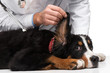 Veterinarian examining ears of dog