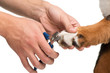 Close-up of veterinanian cutting dog nails