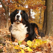 Amazing bernese mountain dog lying in autumn forest