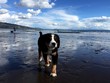 Dog on Beach