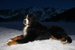 Bernese mountain dog at sunset